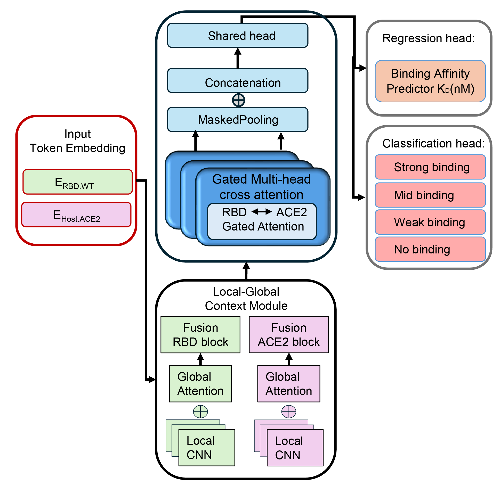 Protein Binding Prediction Model