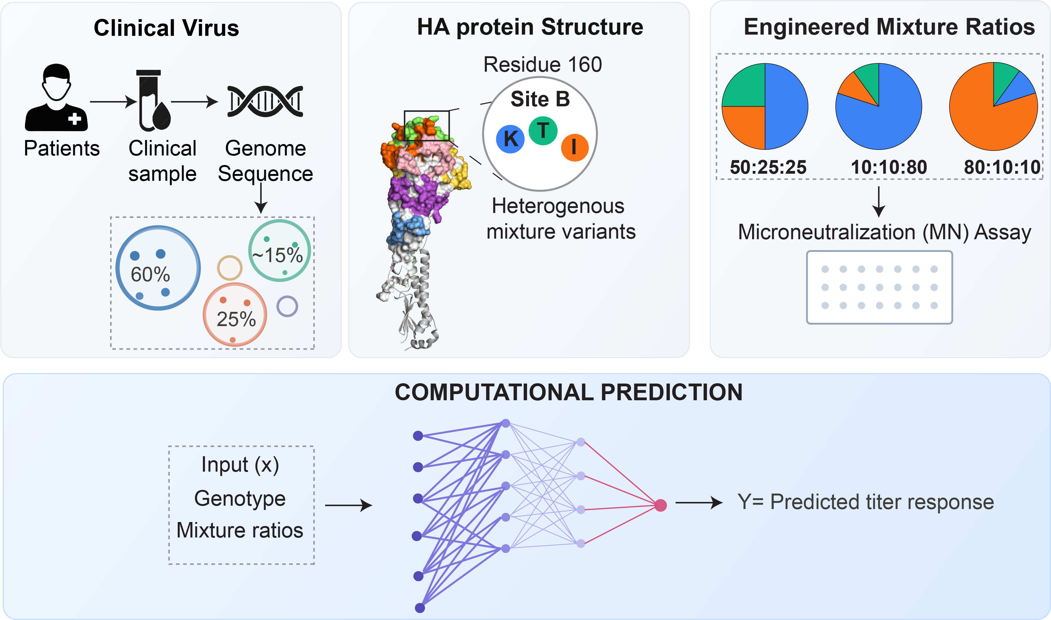 Diversity and antigenic evolution of H3N2 influenza viruses